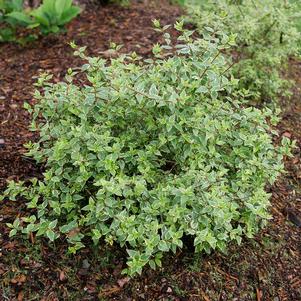 Abelia x grandiflora 'Muabd'