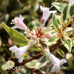 Abelia x grandiflora 'Hopley's'