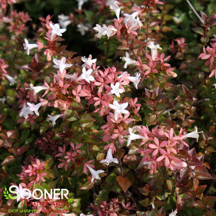 ROSE CREEK ABELIA