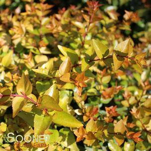 Abelia x grandiflora 'Canyon Creek'