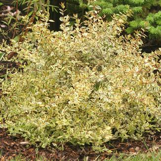 Abelia grandiflora 'Minipan'