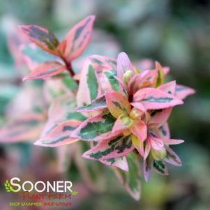 Abelia grandiflora 'Mincautri'