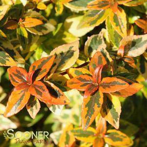 Abelia x grandiflora 'Kaleidoscope'