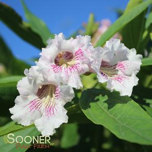 Chitalpa tashkentensis 'Morning Cloud'