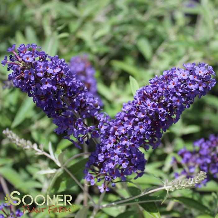 ADONIS BLUE™ BUTTERFLY BUSH