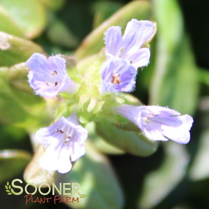 BLUEBERRY MUFFIN AJUGA