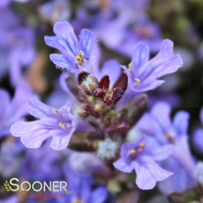 CHOCOLATE CHIP AJUGA