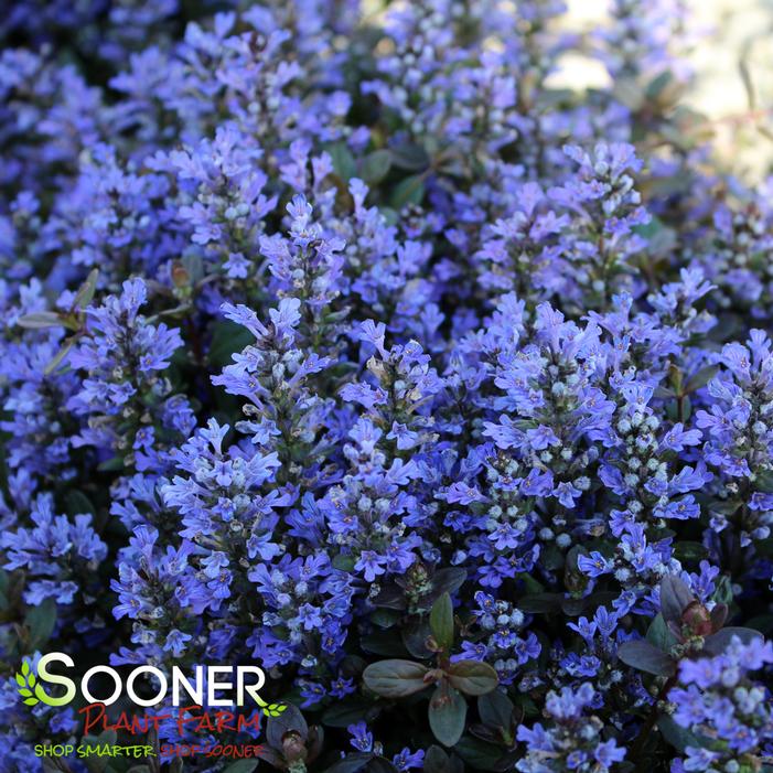 CHOCOLATE CHIP AJUGA