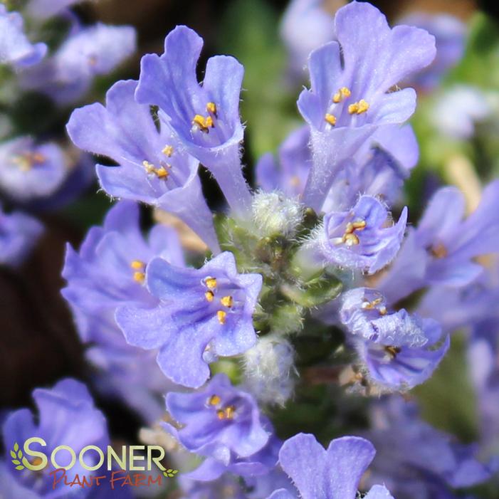 CHOCOLATE CHIP AJUGA