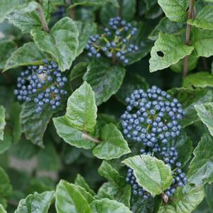 Viburnum dentatum var. deamii ''