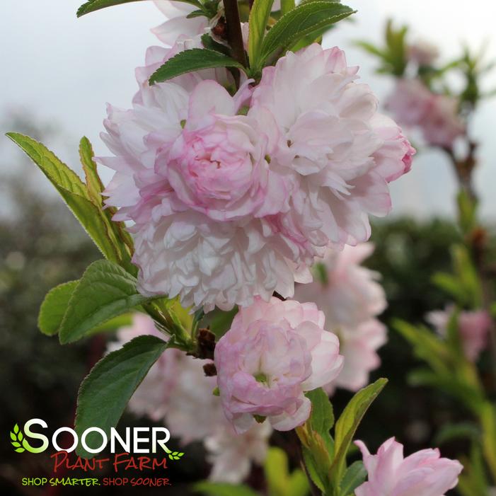 DWARF PINK FLOWERING ALMOND