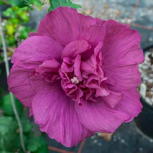 Hibiscus syriacus 'Rwoods5'