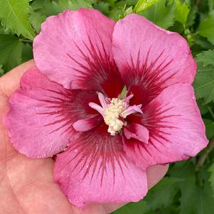 Hibiscus syriacus 'GFNHSRP'