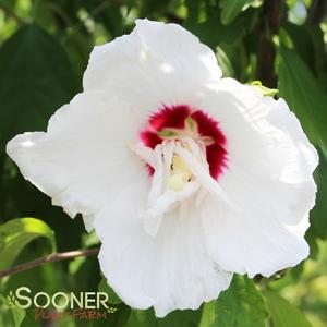 BALI™ ALTHEA