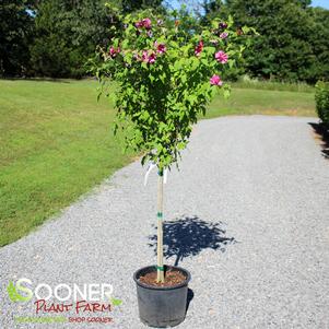 Hibiscus syriacus 'Lucy'