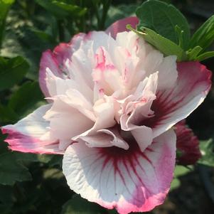 Hibiscus syriacus 'Danica'