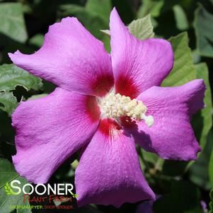 Hibiscus syriacus 'ILVOPS'