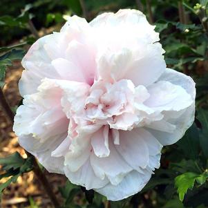 Hibiscus syriacus 'Mindoub1'