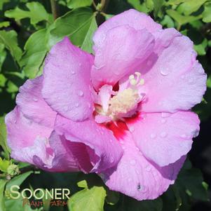 Hibiscus syriacus 'Mineru'