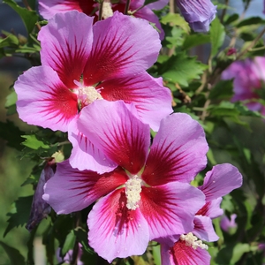 PURPLE PILLAR® ALTHEA