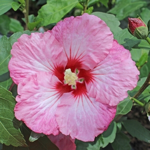 RUFFLED SATIN® ALTHEA