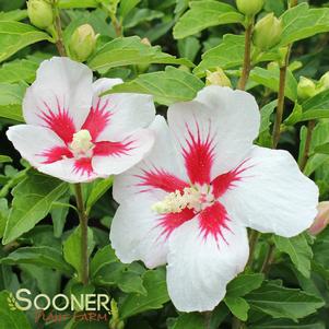 Hibiscus syriacus 'Antong Two'