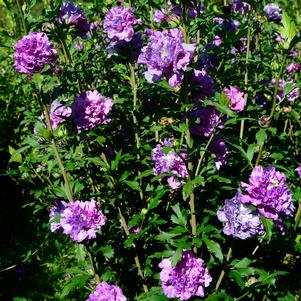 Hibiscus syriacus 'MindouV5'