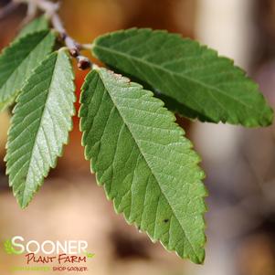 Ulmus parvifolia 'Bosque'