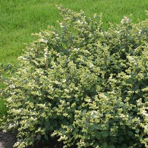 Symphoricarpos x doorenbosii 'Kolmava'