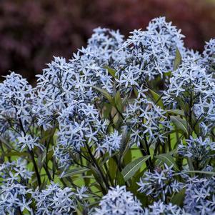 Amsonia tabernaemontana 'Storm Cloud'