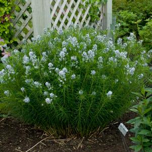 Amsonia hubrichtii ''