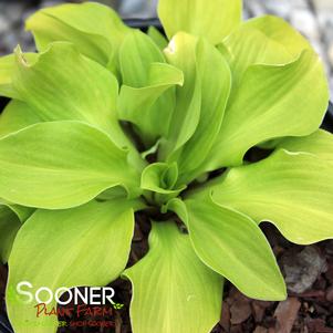 Hosta x 'Sun Mouse'