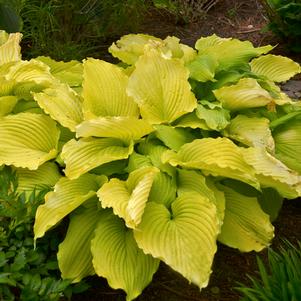 Hosta x 'Coast to Coast'