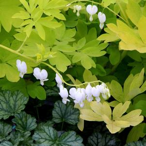 Dicentra spectabilis 'White Gold'