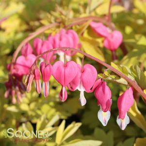 Dicentra spectabilis 'Gold Heart'