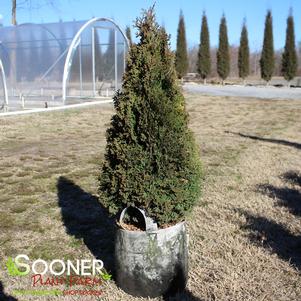 Thuja occidentalis 'Holmstrup'