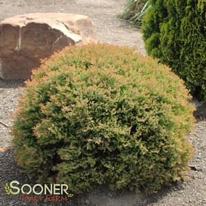 Thuja occidentalis 'Congabe'