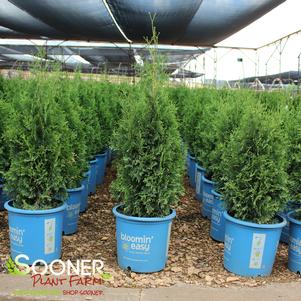 Thuja occidentalis 'King of Brabant'