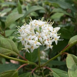 Cornus alba 'Grecan'