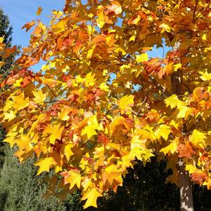 Liriodendron tulipifera 'Tulip Tree'