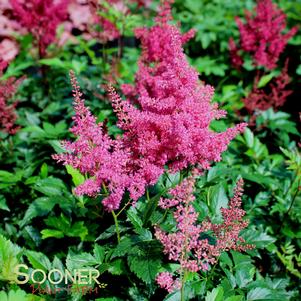 Astilbe japonica 'Montgomery'