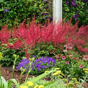 Astilbe x arendsii 'Radius'