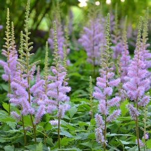 Astilbe chinensis 'Pumila'