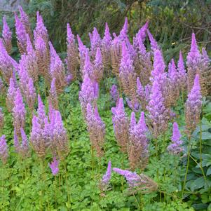 Astilbe chinensis 'Purpurkerze'