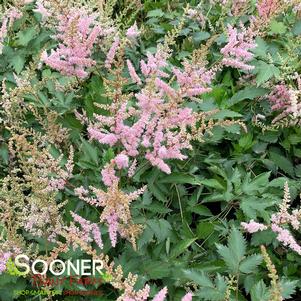 Astilbe arendsii 'Baby Pink'