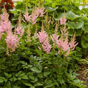 Astilbe chinensis 'Visions in Pink'