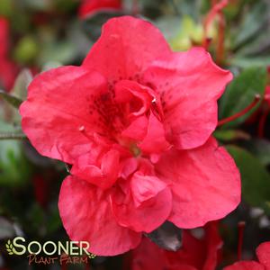 AUTUMN FIRE® ENCORE® AZALEA