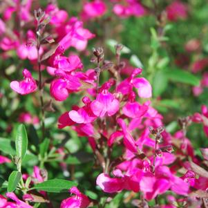 Salvia greggii 'Wild Thing'