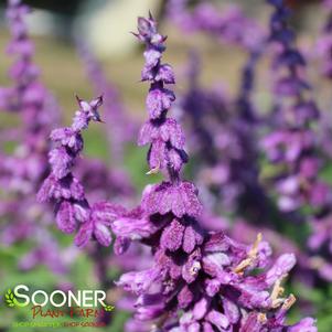 Salvia leucantha 'Santa Barbara'