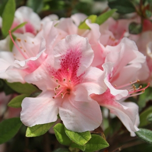 AUTUMN CHIFFON® ENCORE® AZALEA